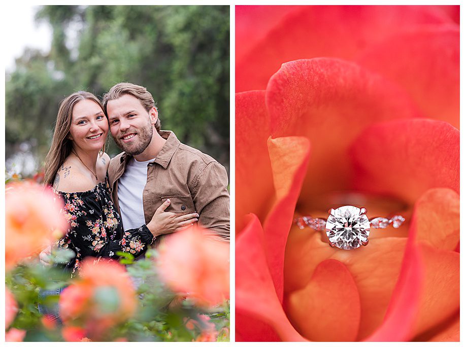 Couple standing in rose garden and engagement ring in orange rose