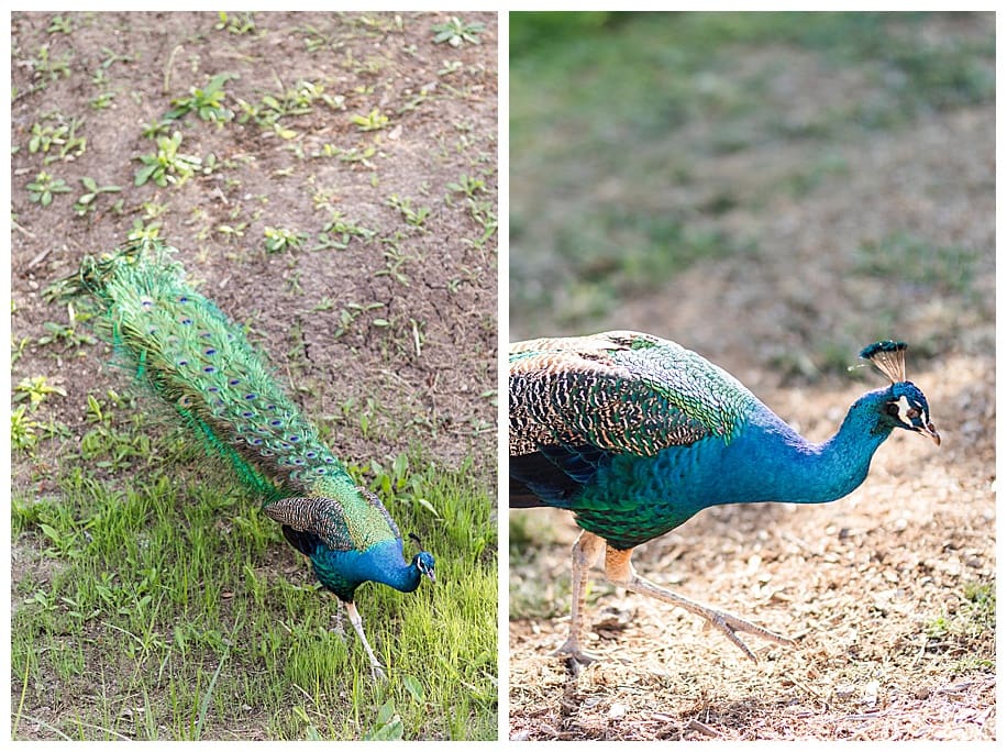 peacocks walking at wedding